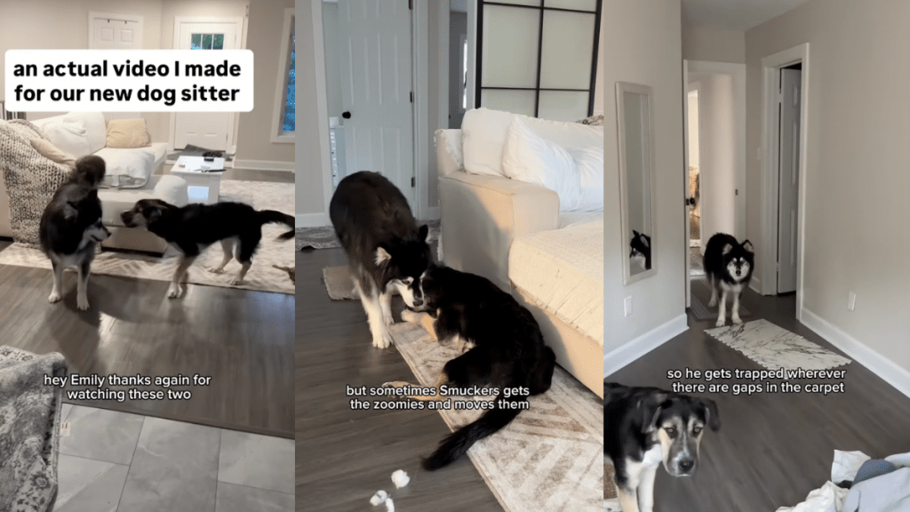Video guide for dog sitter.