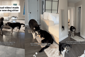 Video guide for dog sitter.