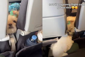 Pomeranian’s Video Goes Viral but Owner Reveals There’s More to the Heartwarming Story