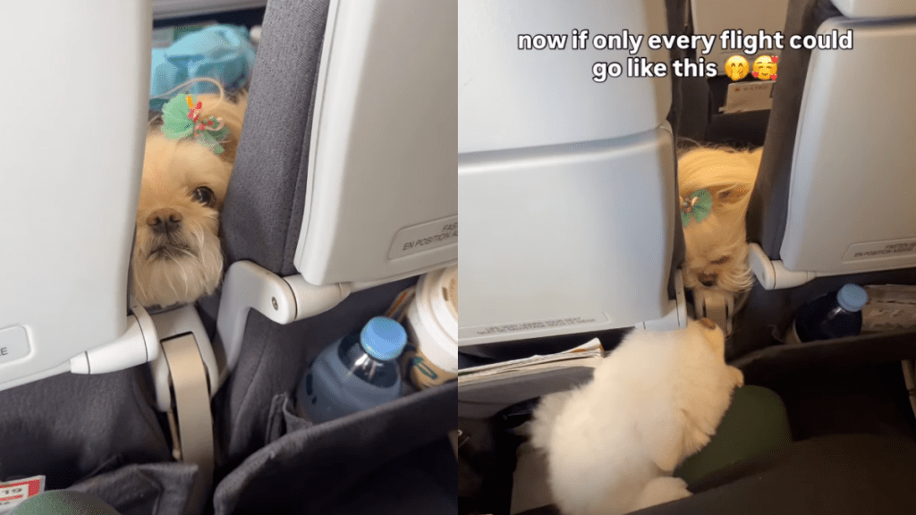 Pomeranian’s Video Goes Viral but Owner Reveals There’s More to the Heartwarming Story