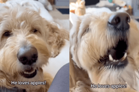Goldendoodle's adorable chomps while eating apples wins over internet in video.