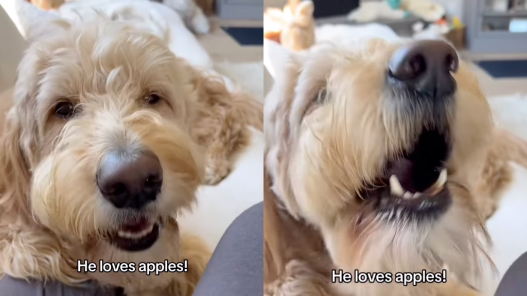 Goldendoodle's adorable chomps while eating apples wins over internet in video.