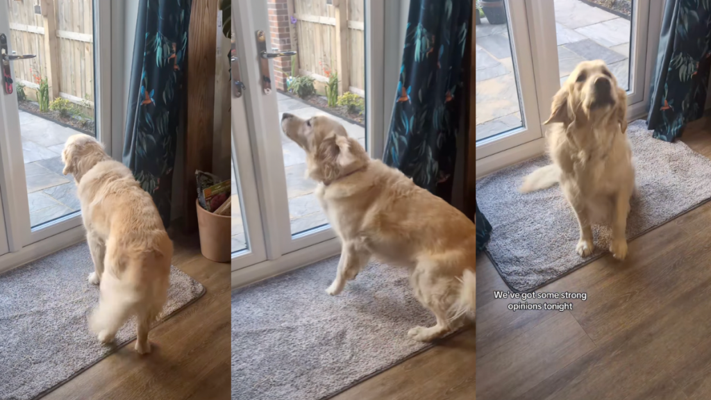 Lucie the Golden Retriever awooing.