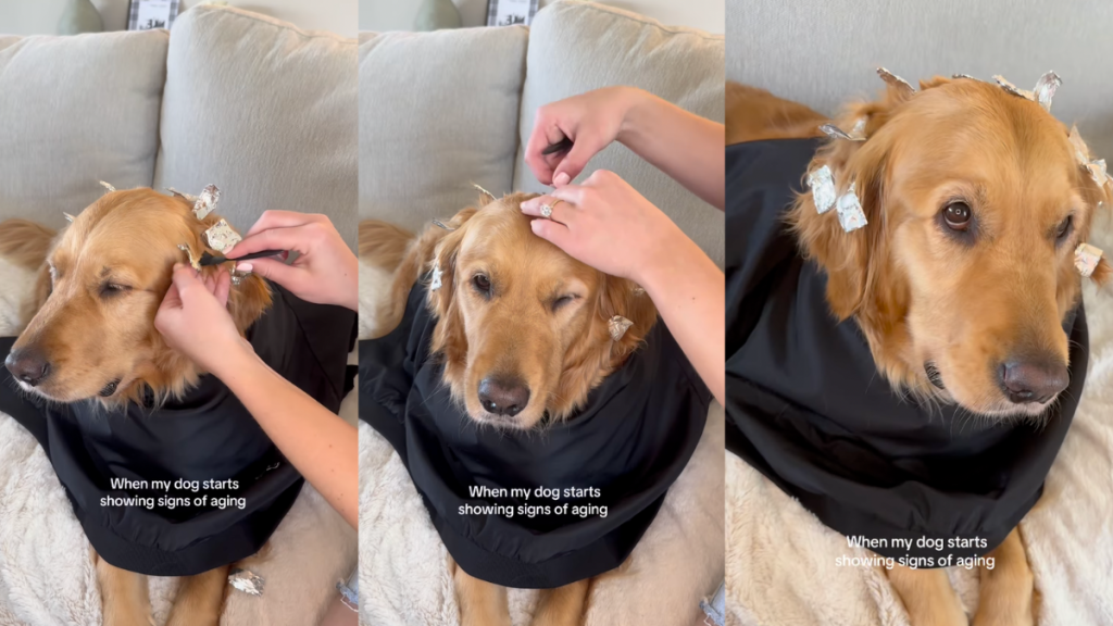 Luna getting a hair makeover.