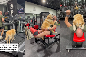 Therapy dog at the gym.