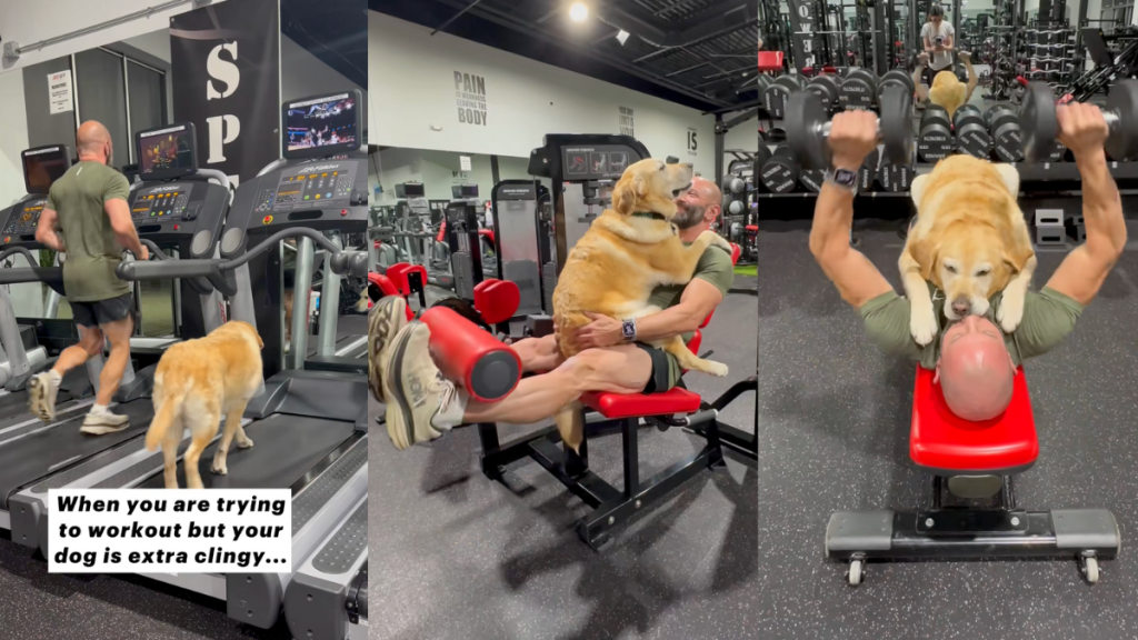 Therapy dog at the gym.