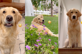 Golden Retriever's many faces