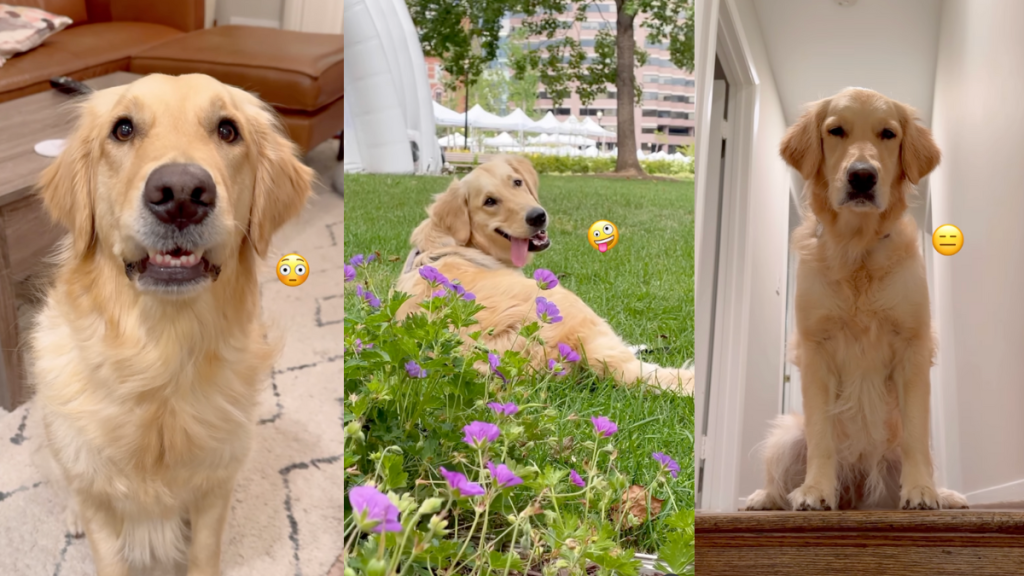 Golden Retriever's many faces