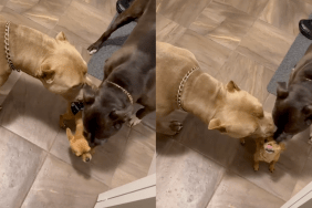 Big dogs kissing tiny dog