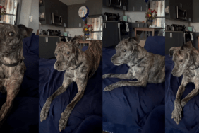 Mimosa "talking" to his owner.