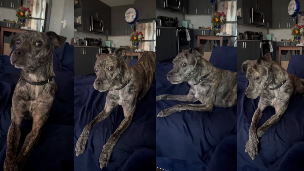 Mimosa "talking" to his owner.