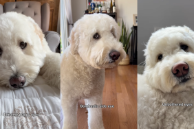 Goldendoodle making eyes.