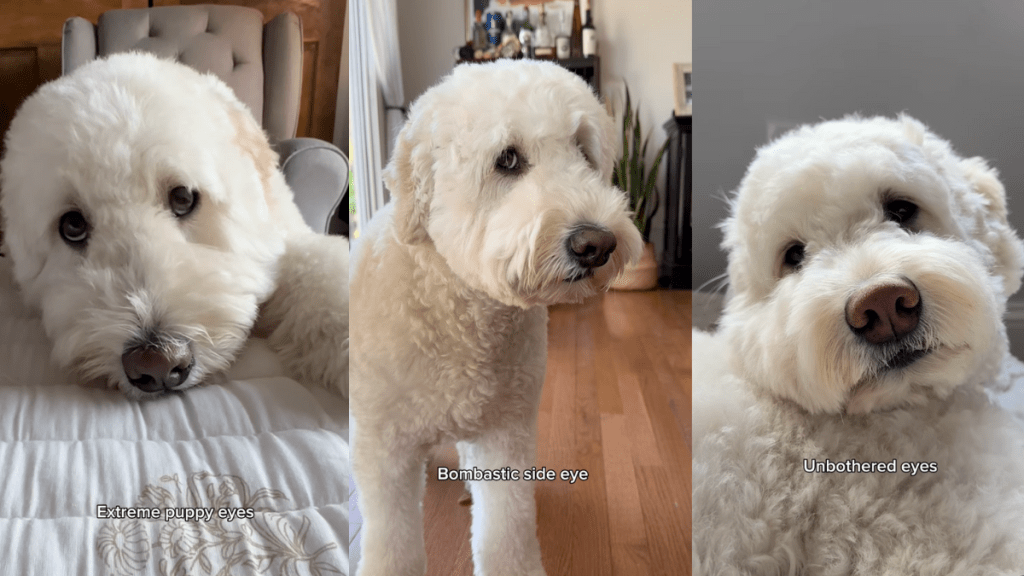 Goldendoodle making eyes.