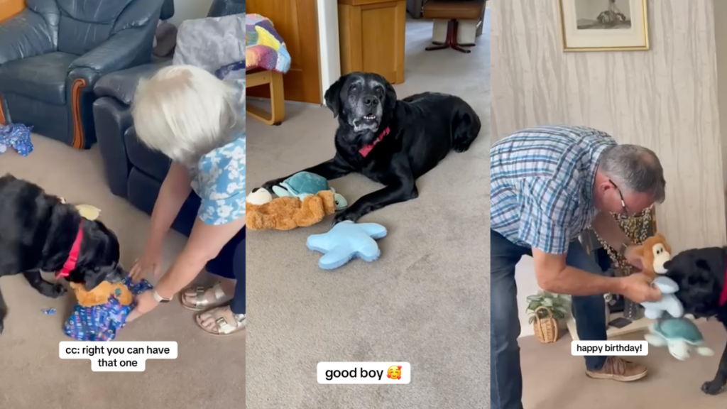 Deaf Grandparents Sing Happy Birthday for Senior Dog in Heartwarming Video