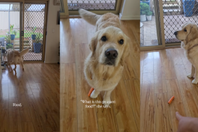 Video: Golden Retriever Is Given a Carrot Instead of a Meal & This Is How She Reacts