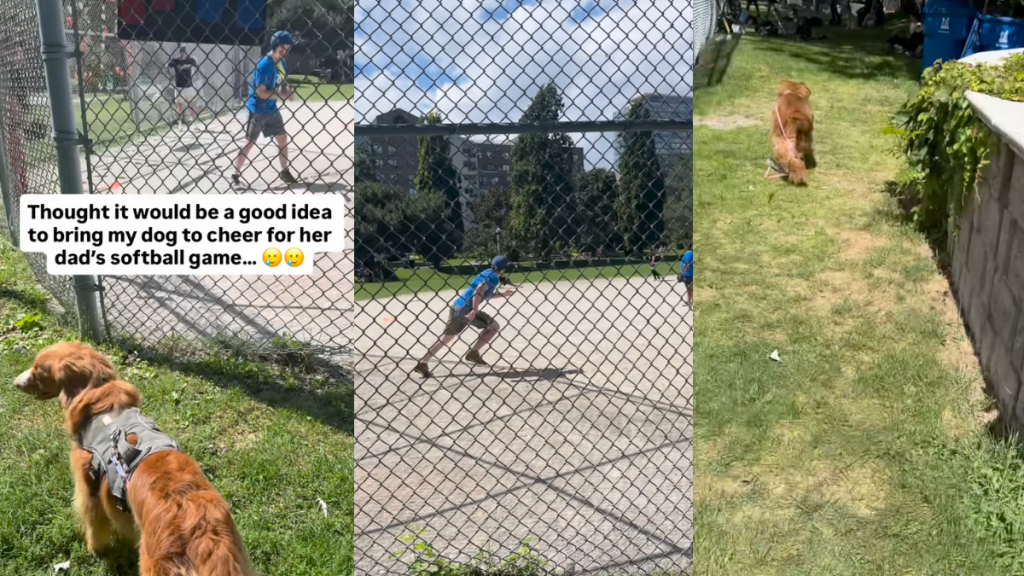 Dog helping dad run bases at Softball game.