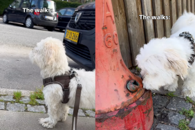 Video shows how Shih Tzu's walk with owner includes exploring surroundings.