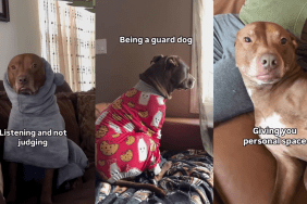 Video: Owner Lists Things Pit Bull Is Bad at but They Are What Make Him Perfect
