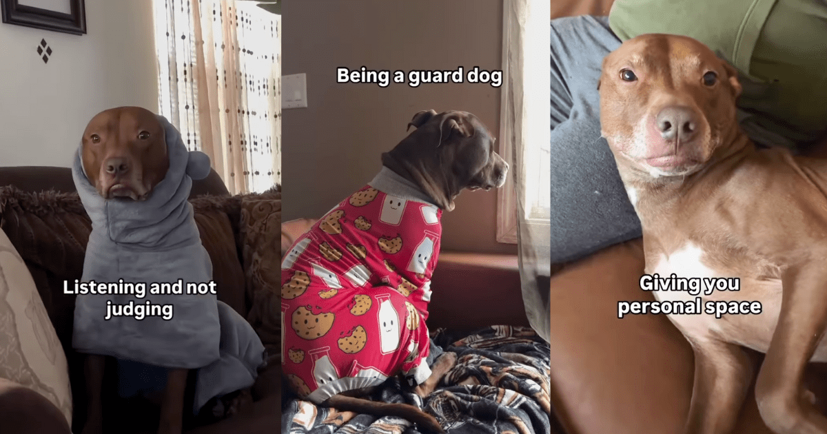 Video: Owner Lists Things Pit Bull Is Bad at but They Are What