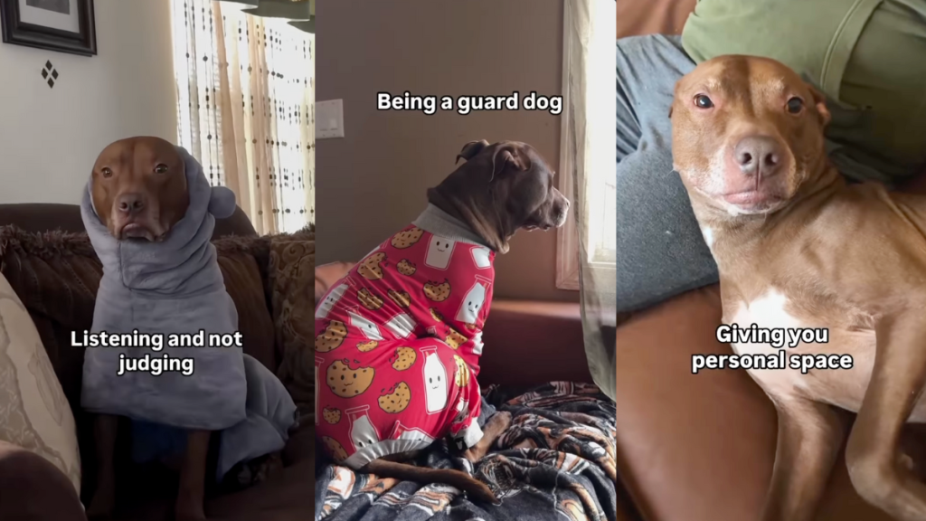 Video: Owner Lists Things Pit Bull Is Bad at but They Are What Make Him Perfect