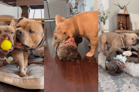 American Bully giving kisses to siblings.