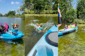 Pack of dogs out on lake.
