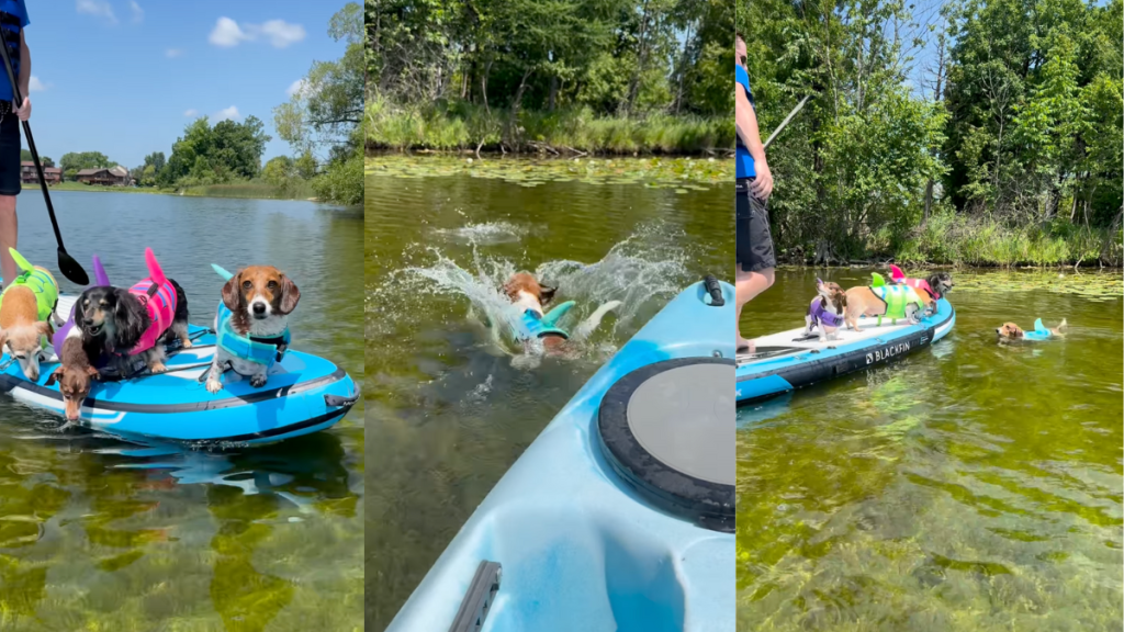 Pack of dogs out on lake.