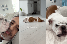 Many potato faces of a Bulldog