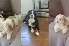 Video: Pet Sitter Introduces Her New Clients’ ‘Funniest Little Crew of Dogs'