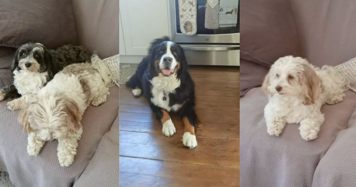Video: Pet Sitter Introduces Her New Clients' 'Funniest Little Crew of Dogs' - DogTime