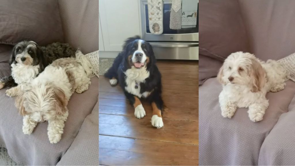 Video: Pet Sitter Introduces Her New Clients’ ‘Funniest Little Crew of Dogs'