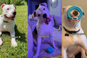 Many talents of American Bulldog.
