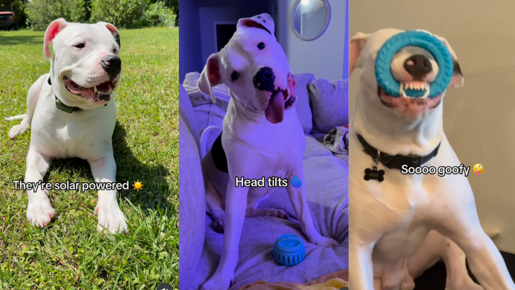 Many talents of American Bulldog.