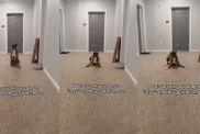 Video: Dog Brings a Completely Different Move When Asked to ‘Stay’
