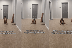 Video: Dog Brings a Completely Different Move When Asked to ‘Stay’