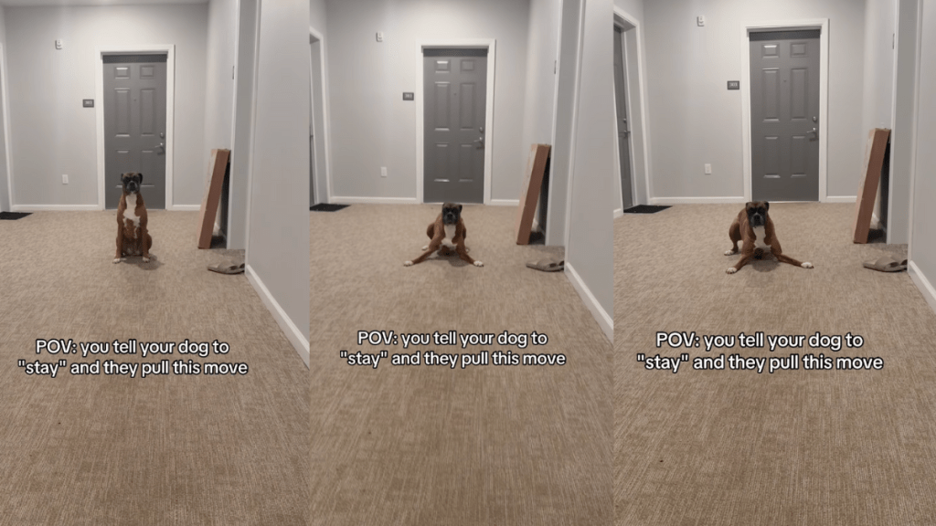 Video: Dog Brings a Completely Different Move When Asked to ‘Stay’