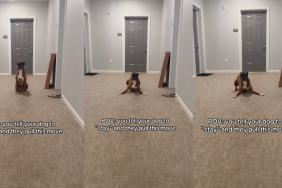 Video: Dog Brings a Completely Different Move When Asked to ‘Stay’