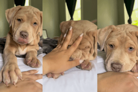 Puppy playing tag with owner enthusiastically.