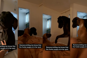 Video: Big Dog Complains About Foster Puppy Taking Her Spot in Bed