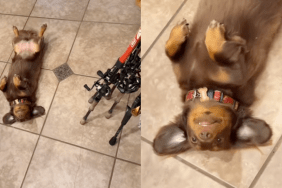 Dog wagging her tail while lying on her back because she wants to go fishing.