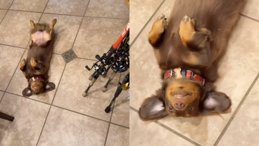 Dog wagging her tail while lying on her back because she wants to go fishing.
