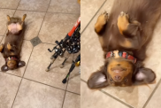 Dog wagging her tail while lying on her back because she wants to go fishing.