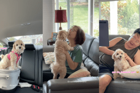 Maltipoo has the 'best day ever' visiting grandparents' house.