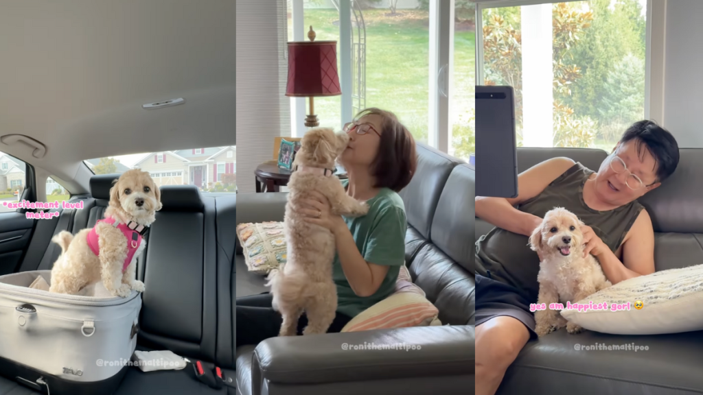 Maltipoo has the 'best day ever' visiting grandparents' house.