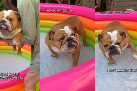 Bulldog in the pool.