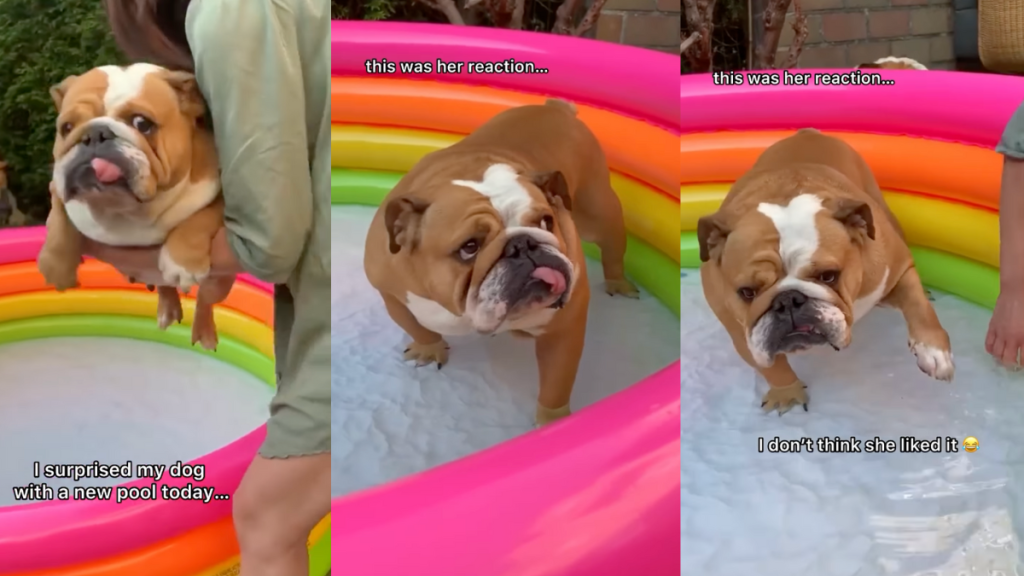 Bulldog in the pool.