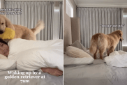 golden retriever video