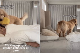 golden retriever video