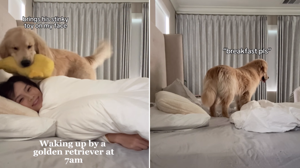 golden retriever video