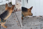 rescue puppy walk video